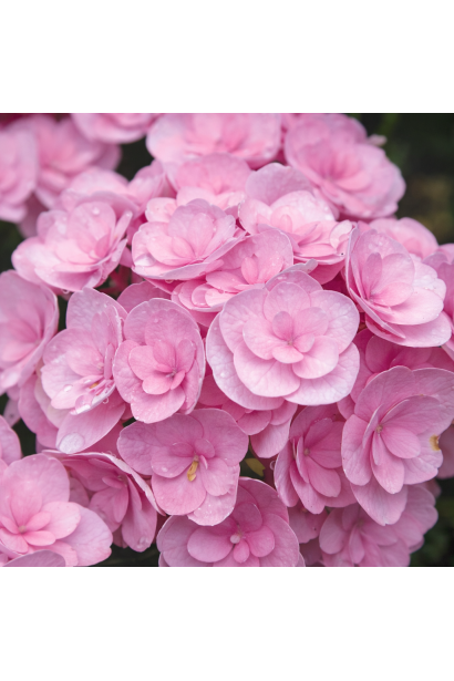 Гортензія Ю енд Мі Лав квітка